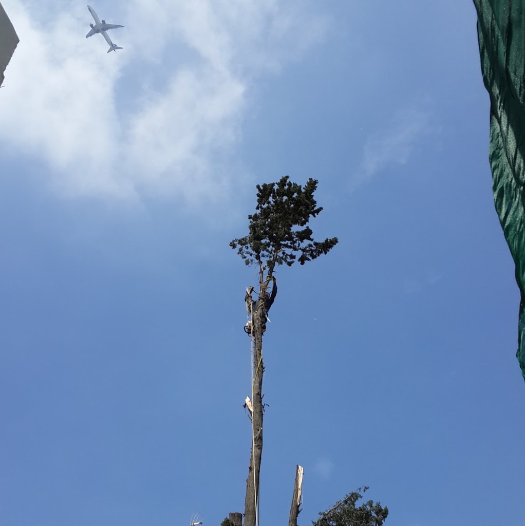 Poda y derribo de árboles