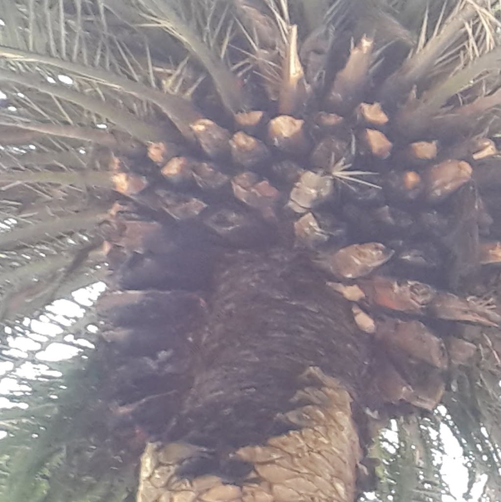 Fumigación para cualquier tipo de plaga en su jardín